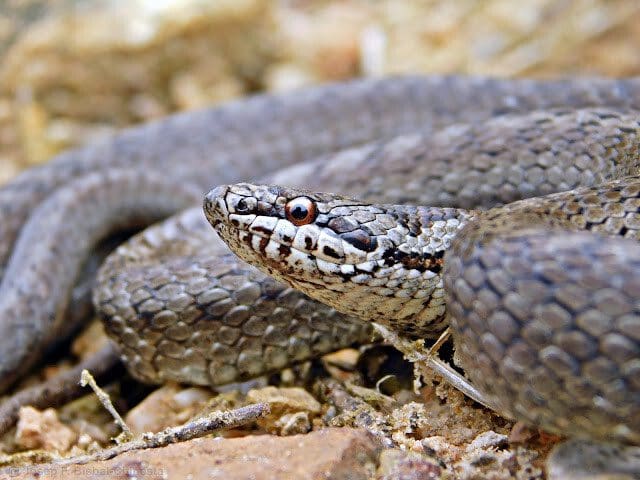 serpiente-7